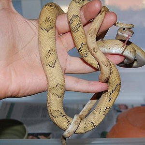 bogertophis subocularis  fase Blonde 1.jpg