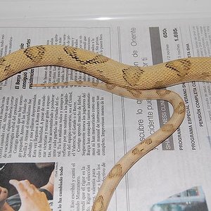 bogertophis subocularis  fase Blonde 2.jpg