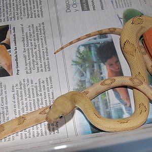 bogertophis subocularis  fase Blonde 3.jpg