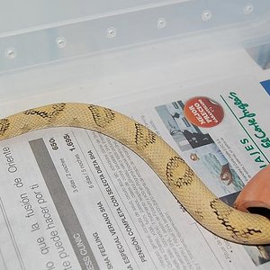 bogertophis subocularis  fase Blonde 4.jpg