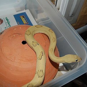 bogertophis subocularis  fase Blonde 5.jpg