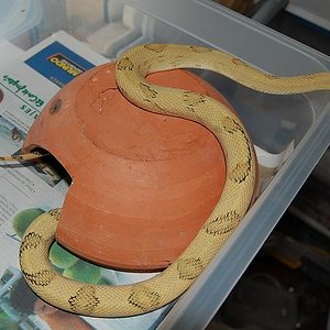 bogertophis subocularis  fase Blonde 6.jpg