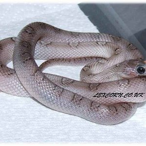 Whitesided pewter.JPG