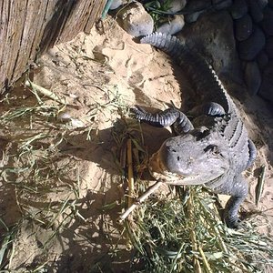 Aligator con huevos 1.jpg