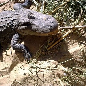 Aligator con huevos 2.jpg