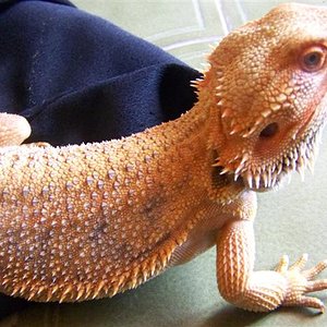 blood picasso dachiu 019 (Small).jpg