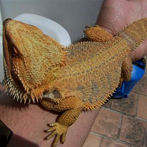 blood picasso dachiu 024 (Small).jpg