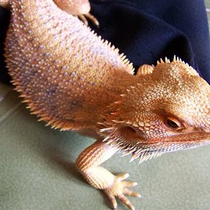 blood picasso dachiu 018 (Small).jpg