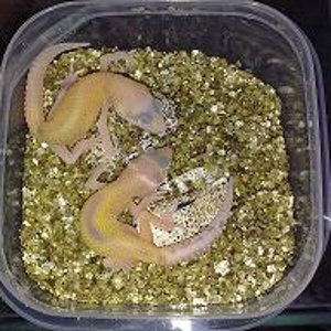 Raptor2 10-7-2009.JPG