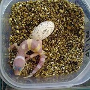 albino doble het blizzard y eclipse3 10-7-2009.jpg