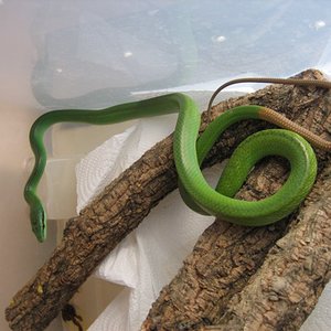 gony julio 002 [800x600].JPG