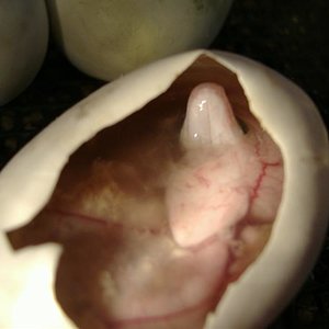 DSCF5004 (Medium).JPG