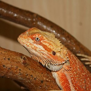 perfil naranjito.JPG