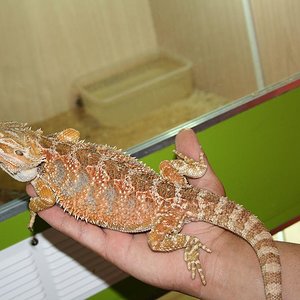 sundfire x red flame.JPG