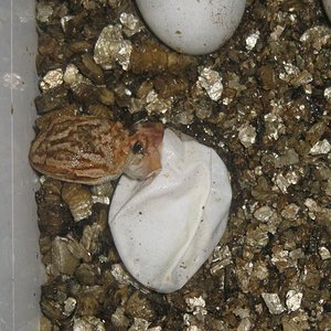 eclosion hembra orange.JPG