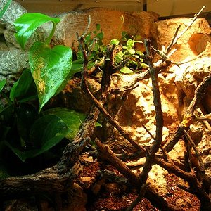 fotos terrarios propios 038.jpg