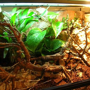 fotos terrarios propios 047.jpg