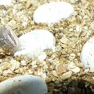 julio 2009 (calella) 078.jpg