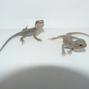 Copia de Calella 07.2009 156.jpg