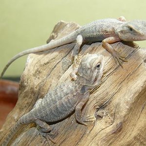 Copia de Calella 07.2009 163.jpg