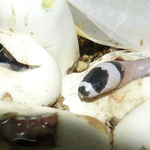 Copia de Calella 07.2009 160.jpg