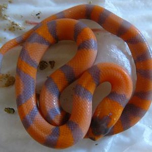 Copia de Calella 07.2009 172.jpg