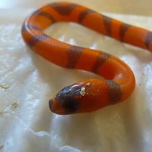 Copia de Calella 07.2009 166.jpg