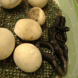 DSCF5037 (Medium).JPG