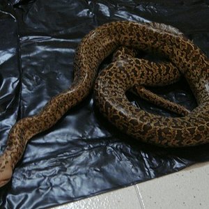 granito pequeña.JPG