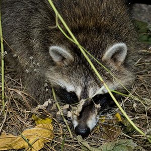 DSC_0012 (Medium).jpg