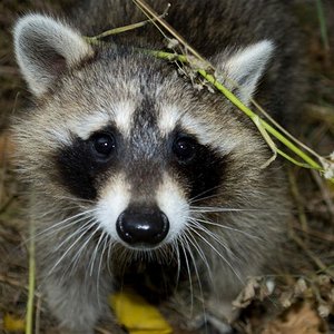 DSC_0014 (Medium).jpg