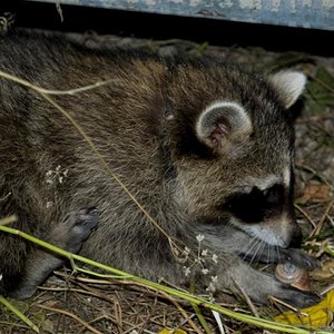 DSC_0017 (Medium).jpg