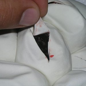 P1010007 [Resolución de Escritorio].JPG