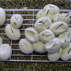 P1010010 [Resolución de Escritorio].JPG