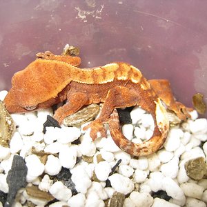 resized_terraria 651.jpg