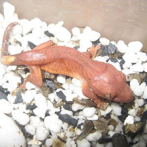 resized_breed (3).jpg