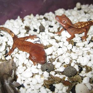 resized_resized_terraria 662.jpg