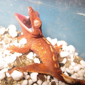 resized_terraria 361.jpg