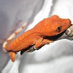 resized_terraria 716.jpg