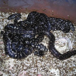 Eclosion 1 (Small).JPG