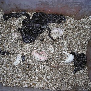 Eclosion 2 (Small).JPG