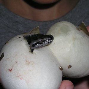 P1010043 [Resolución de Escritorio].JPG