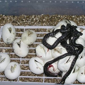 P1010016 [Resolución de Escritorio].JPG