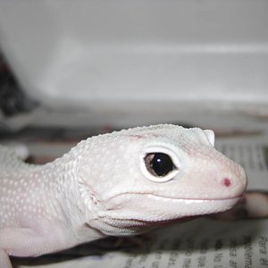 resized_terraria 577.jpg