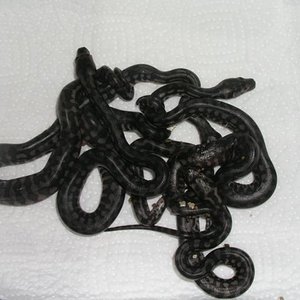 P1010034 [Resolución de Escritorio].JPG