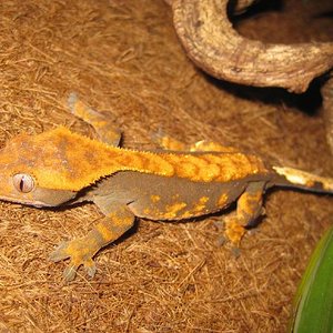 resized_resized_terraria 692.jpg