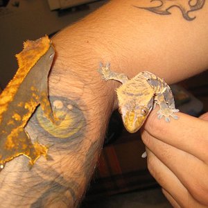 resized_terraria 691.jpg