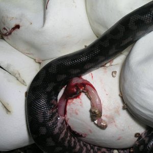 P1010022 [Resolución de Escritorio].JPG