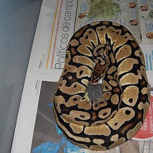 Pastel het ghost 2.JPG