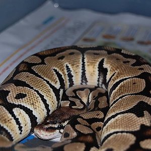 Pastel het ghost 1.JPG